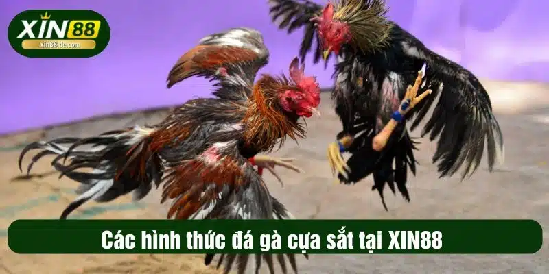 Các hình thức đá gà cựa sắt tại XIN88